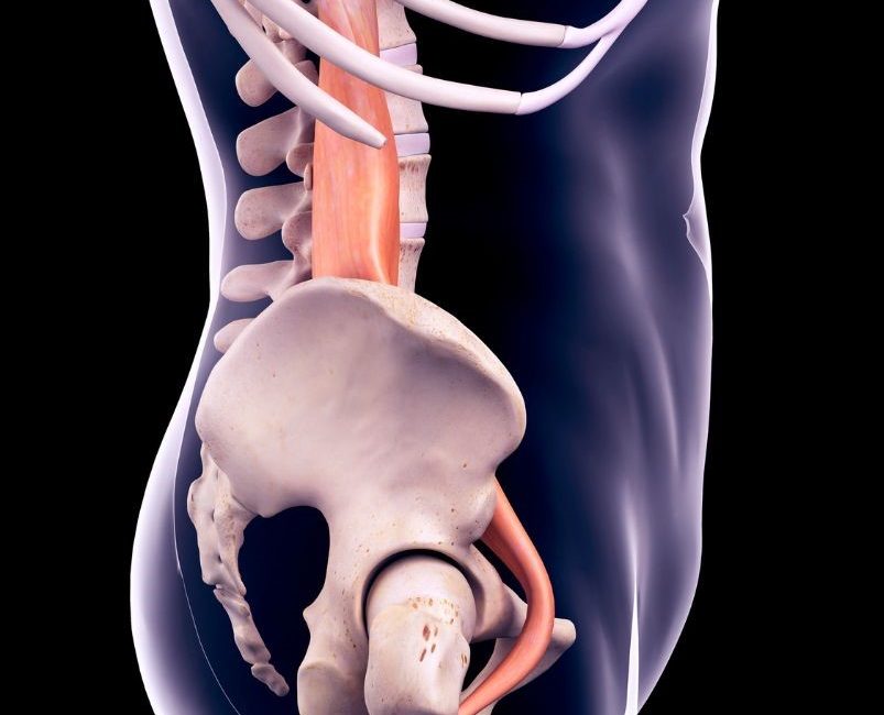 Squelette corps humain montrant le psoas