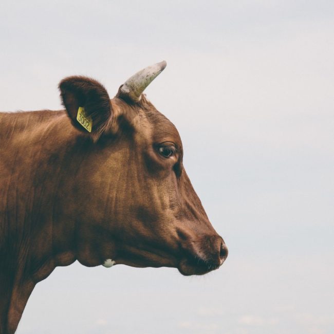 vache de profil